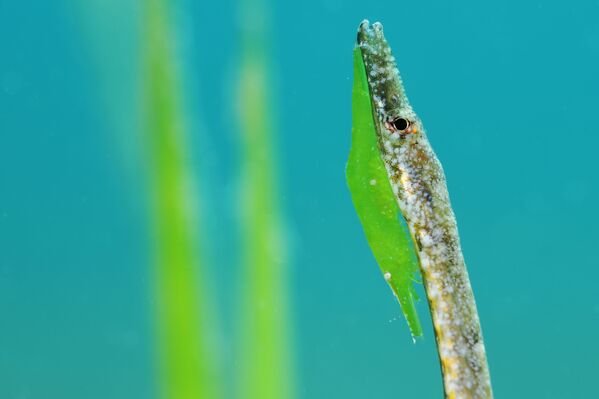 Это фото – результат многочасовой работы с видами, обитающими на лугах с водорослями. Рыба-игла (Syngnathus abaster) и зеленая креветка (Hippolyte sp.), живут на листьях водорослей.  - Sputnik Молдова