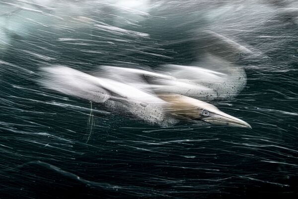 На фото – северная олуша, плывущая в художественном потоке пузырей, созданных ныряющими морскими птицами. - Sputnik Молдова