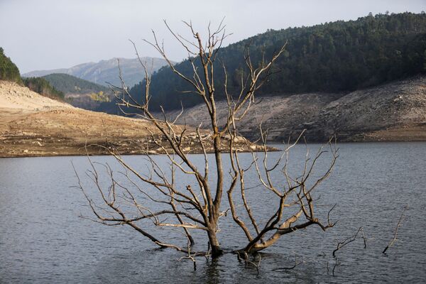 Верхняя часть затопленного дерева виднеется из под воды. - Sputnik Молдова