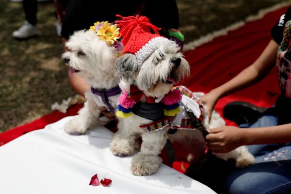 Свадьба собак в рамках местного конкурса MatriCan в Лиме, Перу. - Sputnik Молдова