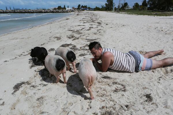 Мужчина с вьетнамскими свиньями на пляже в мексиканском штате Юкатан. - Sputnik Молдова