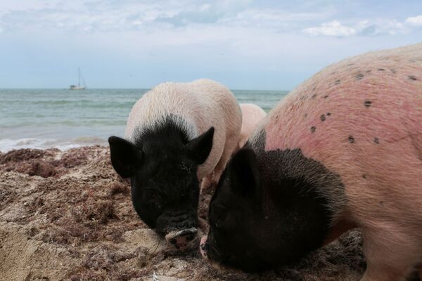 Вьетнамские свиньи нежатся на пляже. - Sputnik Молдова