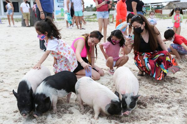 Для туристов вьетнамские свиньи на пляже стали любимчиками. - Sputnik Молдова