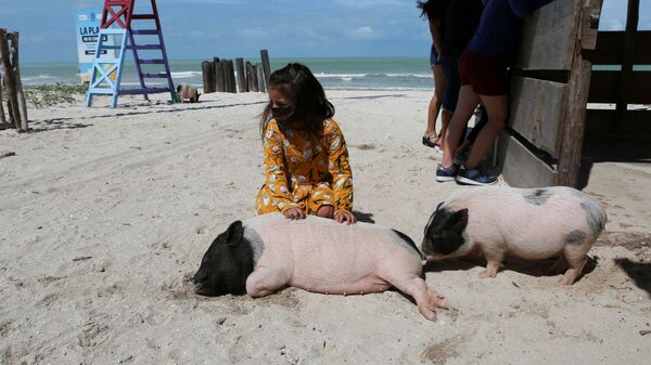 Ребенок с вьетнамскими свиньями на пляже в мексиканском штате Юкатан  - Sputnik Молдова