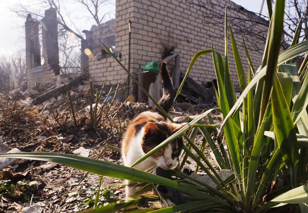 O pisică la locul unei lovituri de artilerie a forțelor armate ucrainene în satul Pionerskoe din RPL, care a ucis două persoane - Sputnik Moldova-România