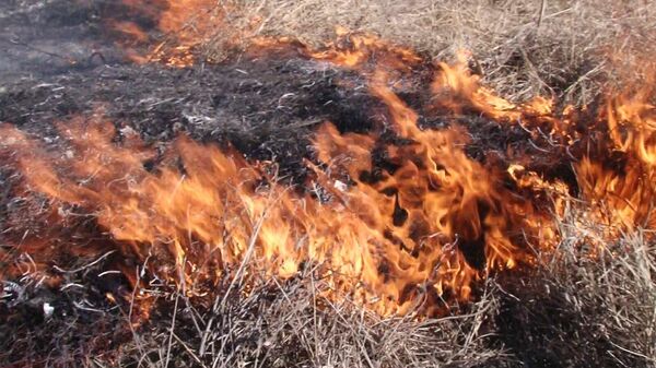 В Гагаузии участились лесные пожары - Sputnik Молдова