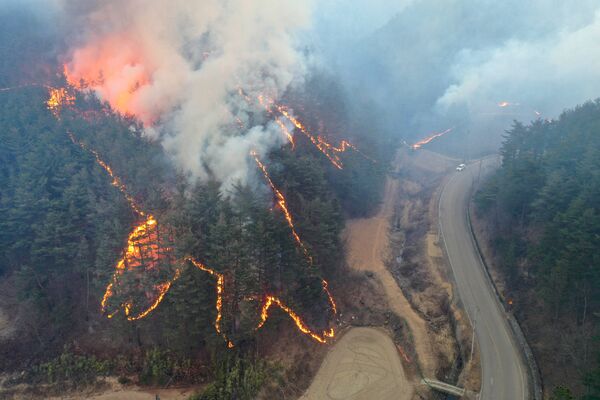 Лес горит в горных массивах в приморском городе Улджин 5 марта 2022 года. - Sputnik Молдова