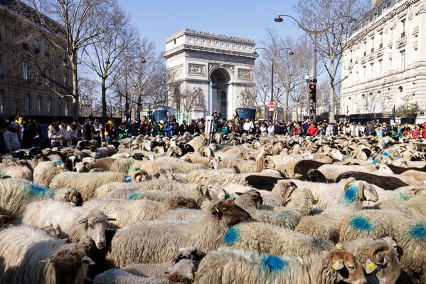Прохожие смотрят на овец, идущих во время отгонного скотоводства в городе возле Триумфальной арки в Париже, 6 марта 2022 года, в последний день 58-й Международной сельскохозяйственной ярмарки (Salon de l&#x27;Agriculture). - Sputnik Молдова