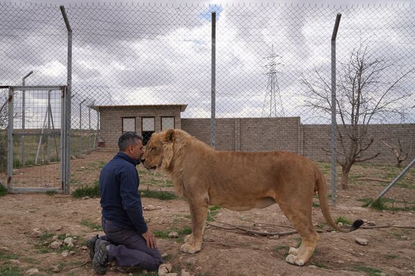 Ahmet, un antrenor de lei, interacționează cu „Leo”, unul dintre cei trei lei crescuți de Blend Brifkani, într-o grădină zoologică privată din orașul Irakian Dohuk din nordul regiunii autonome kurde, pe 4 martie 2022. - Sputnik Moldova-România