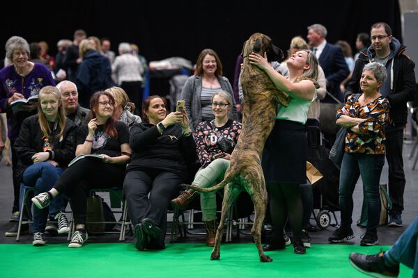 Женщина обнимается со своим немецким догом в первый день выставки собак Крафтс в Национальном выставочном центре в Бирмингеме, центральная Англия, 10 марта 2022 года. - Sputnik Молдова