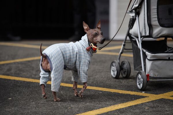 Собака ксолоитцкуинтли прибывает в первый день выставки собак Crufts в Национальный выставочный центр в Бирмингеме, центральная Англия, 10 марта 2022 года. - Sputnik Молдова