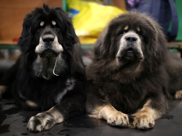 Два тибетских мастифа смотрят в первый день выставки собак Крафтс в Бирмингеме, Великобритания, 10 марта 2022 года. - Sputnik Молдова