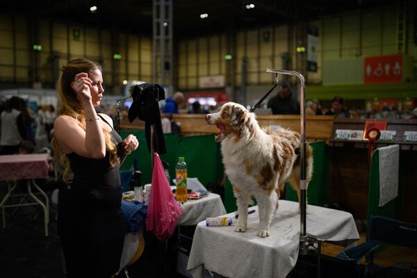 Хендлер ухаживает за своей австралийской овчаркой в ​​ожидании оценки в первый день выставки собак Крафтс в Национальном выставочном центре в Бирмингеме, центральная Англия, 10 марта 2022 года. - Sputnik Молдова