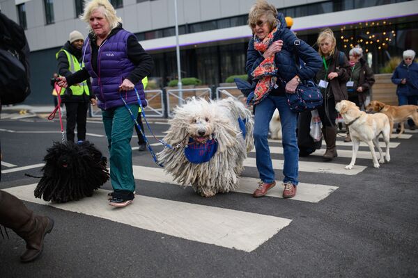 Женщины переходят дорогу со своей собакой комондор (С) в первый день выставки собак Крафтс в Национальном выставочном центре в Бирмингеме, центральная Англия, 10 марта 2022 года. - Sputnik Молдова