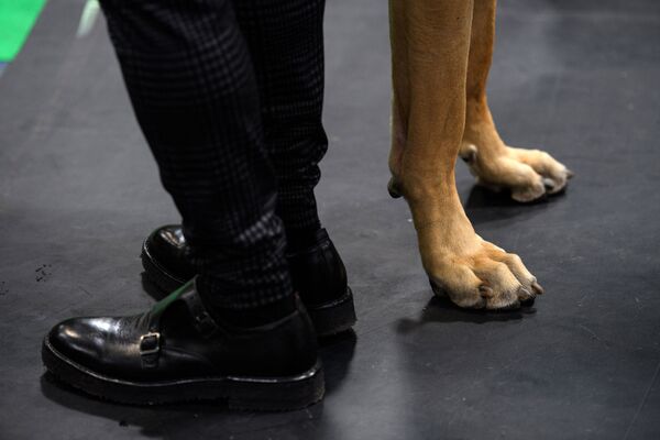 Мужчина стоит со своим немецким догом в ожидании оценки в первый день выставки собак Крафтс в Национальном выставочном центре в Бирмингеме, центральная Англия, 10 марта 2022 года. - Sputnik Молдова