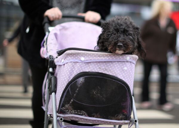 Собака в коляске прибывает в первый день выставки собак Крафтс в Бирмингеме, Великобритания, 10 марта 2022 года. - Sputnik Молдова