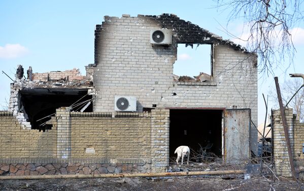 Un câine în garajul unei clădiri de locuit distruse de bombardamente în Volnovaha. - Sputnik Moldova