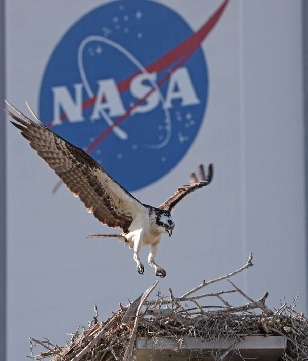 Орел Osprey возвращается в свое гнездо возле здания сборки транспортных средств в Космическом центре Кеннеди во Флориде. - Sputnik Молдова