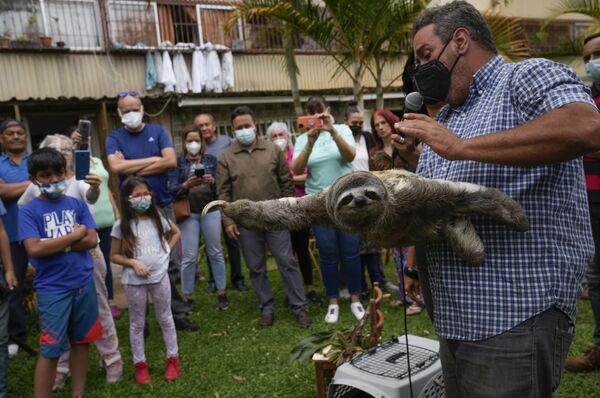 Juan Carlos Rodriguez, cu ajutorul leneșului salvat Chuwie, demonstrează cum să tratezi un leneș, în San Antonio, de la periferia orașului Caracas, Venezuela, 12 martie 2022. - Sputnik Moldova-România