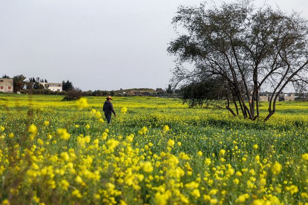 Поле цветов полевой горчицы в Северной Газе. - Sputnik Молдова