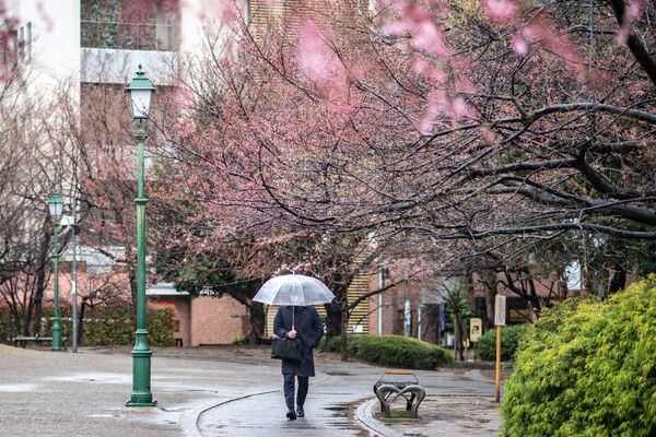 Цветущие деревья во время дождя в Токио. - Sputnik Молдова