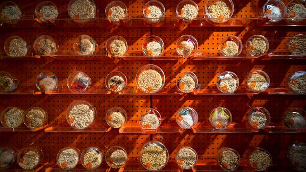 Выставка разного вида лапши в интернациональном магазине Good Noodle в Бангкоке - Sputnik Молдова