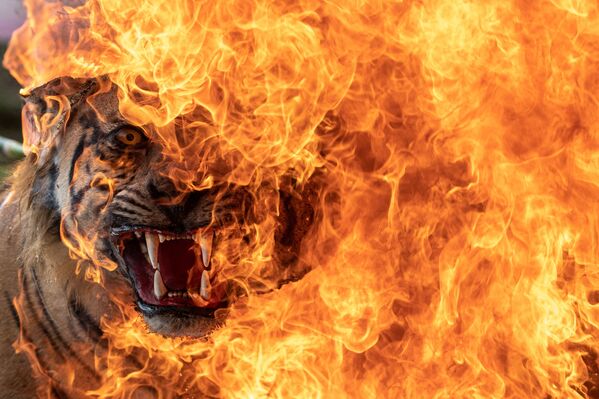 Чучело суматранского тигра, изъятое у браконьеров, сжигают в Палембанге, Индонезия. - Sputnik Молдова