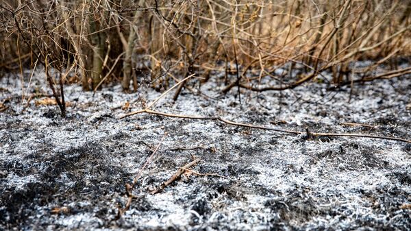 urmările unui incendiu de vegetație - Sputnik Moldova