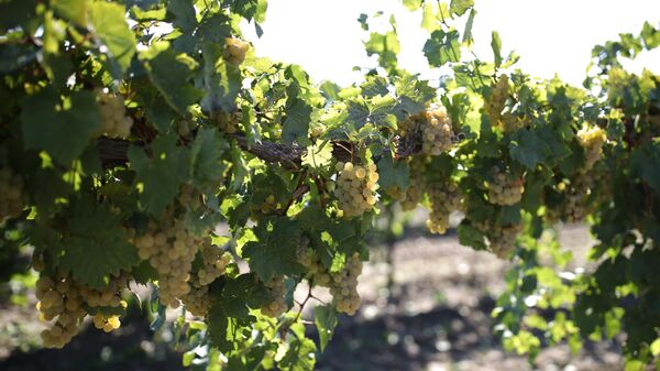 Strugurii cultivați în compania agricolă Iujnaia, cea mai mare întreprindere de viticultura din Rusia, baza de materie primă a cramei Kuban-Vino. Fotografie de arhivă - Sputnik Moldova