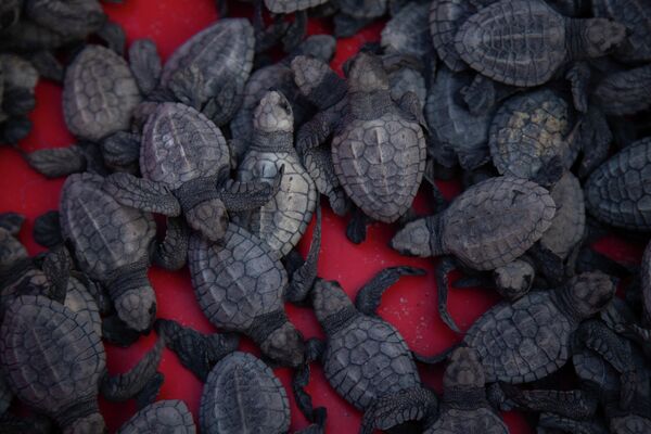 Морские черепахи до выпуска на волю на исчезающем побережье Muanda в Конго. - Sputnik Молдова