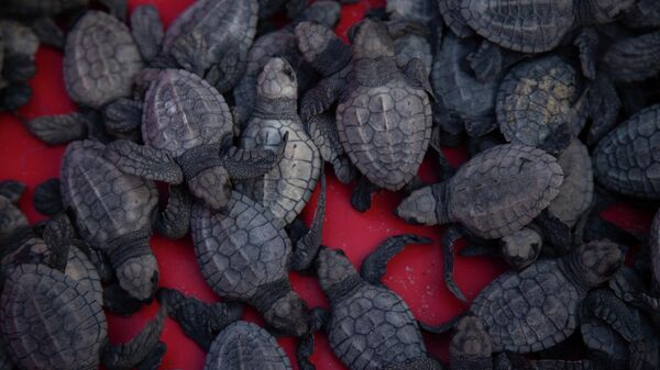 Морские черепахи до выпуска на волю на исчезающем побережье Muanda в Конго - Sputnik Молдова