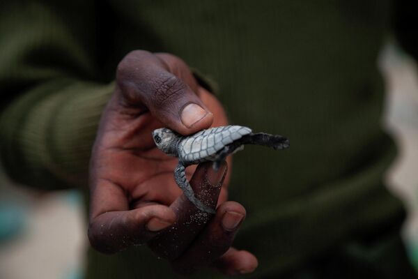 Морская черепаха в руках смотрителя парка в Конго. - Sputnik Молдова