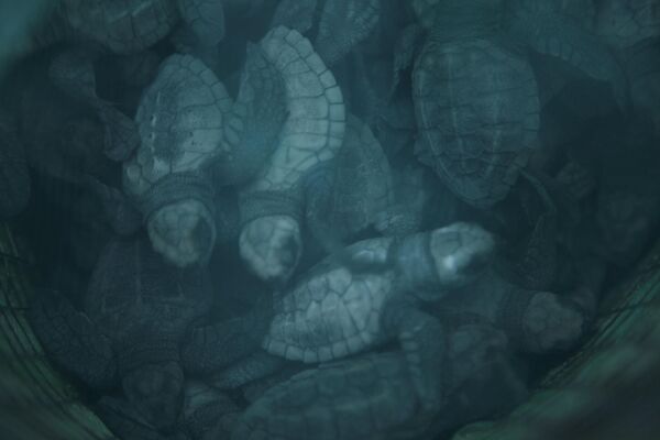 Морские черепахи на исчезающем побережье Muanda в Конго. - Sputnik Молдова