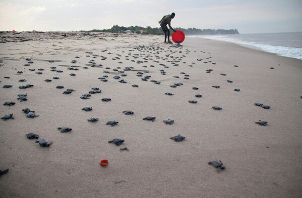 Разведение морских черепах на исчезающем побережье Muanda в Конго. - Sputnik Молдова