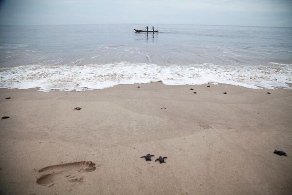 Рыбаки и черепахи на исчезающем побережье Muanda в Конго. - Sputnik Молдова