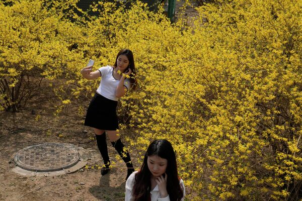 Девушки фотографируются у цветущего дерева на традиционном празднике &quot;Цинмин&quot;. - Sputnik Молдова