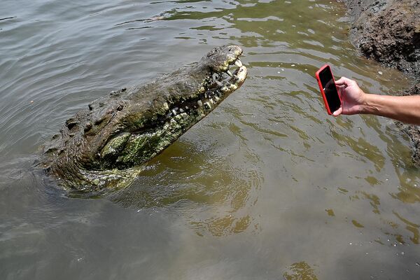 Фотографирование крокодила в реке Тарколес в Коста-Рике. - Sputnik Молдова