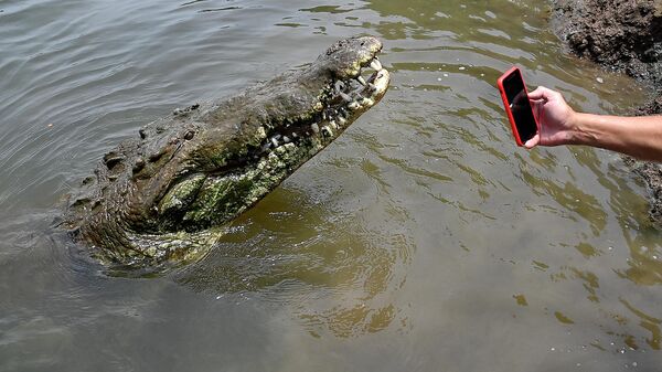 Фотографирование крокодила в реке Тарколес в Коста-Рике  - Sputnik Молдова