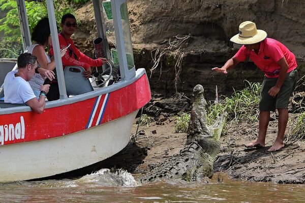Туристы и гид с крокодилом в Коста-Рике. - Sputnik Молдова