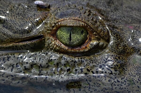 Крокодил в реке Тарколес в Коста-Рике. - Sputnik Молдова