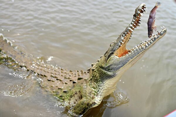Крокодил в реке Тарколес в Коста-Рике. - Sputnik Молдова