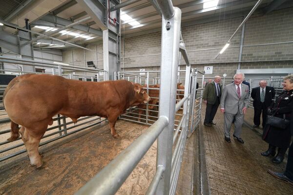 Британский принц Чарльз рассматривает домашний скот, открывая Darlington Farmers Auction Mart в Дарлингтоне, Англия. - Sputnik Молдова