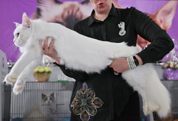 Посетители выставки могли отдать свой голос за понравившуюся кошку, котенка или питомник. - Sputnik Молдова