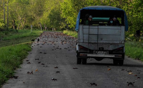 Ежегодная миграция крабов – настоящее испытание для водителей, которые пытаются проехать по дороге и при этом не задавить ни одного краба. - Sputnik Молдова