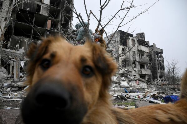 Câini în preajma caselor distruse din sectorul Levoberejie al Mariupolului. - Sputnik Moldova