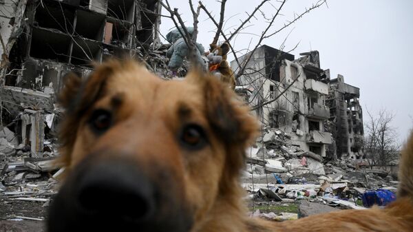 Собака возле разрушенных домов на одной из улиц Левобережного района Мариуполя - Sputnik Moldova