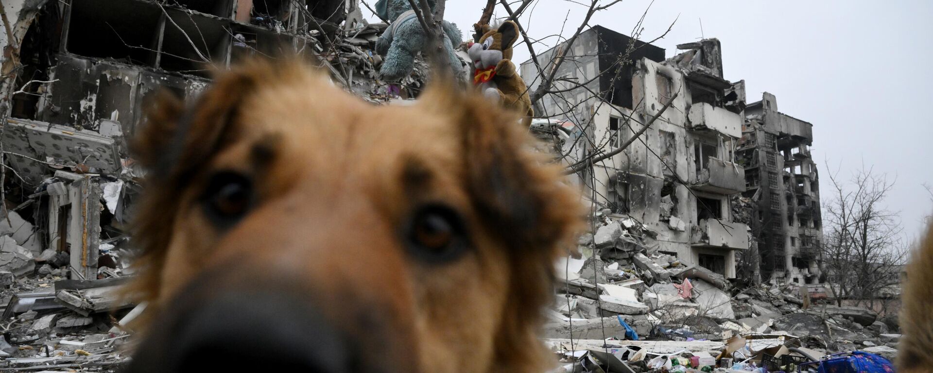 Собака возле разрушенных домов на одной из улиц Левобережного района Мариуполя - Sputnik Moldova, 1920, 13.04.2022