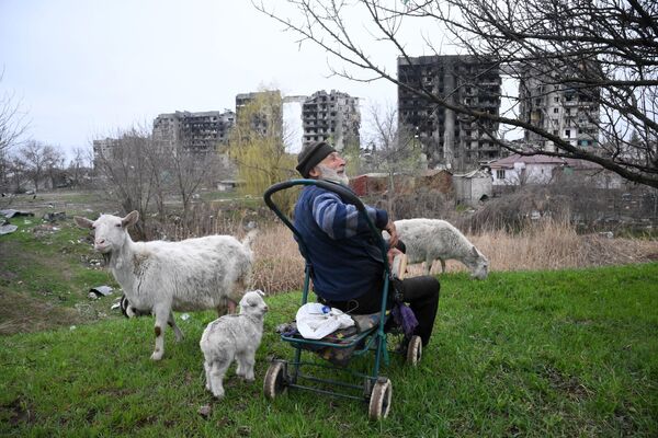 Un localnic paște capre la periferia sectorului Levoberejie al Mariupolului. - Sputnik Moldova