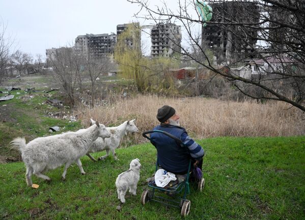 Местный житель пасет коз на окраине Левобережного района Мариуполя - Sputnik Молдова