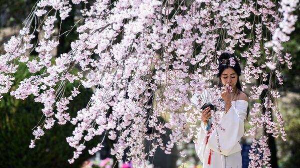 Женщина позирует для фотографий перед цветущим вишневым деревом на Сеульском национальном кладбище - Sputnik Молдова